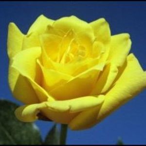 Meet your Posher, Dee